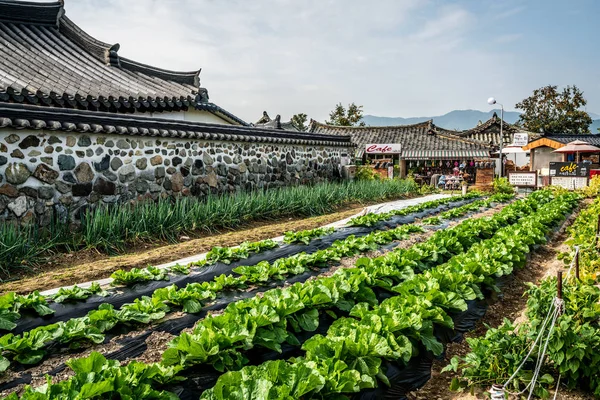 Gyeongju Gyochon Traditional Hanok Village with plantations old — ストック写真