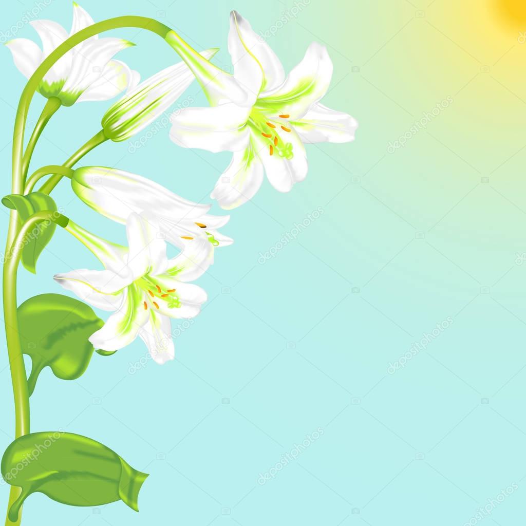 white lily on blue background