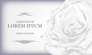 Beyaz gül metin bir kart veya davetiye ile. Vektör çizim