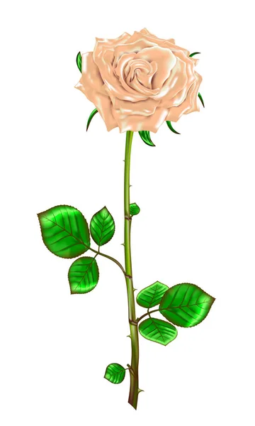 Rosa crema con tallo y hojas sobre fondo blanco.Vector — Vector de stock