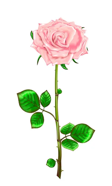 Rosa rosa con gambo e foglie su sfondo bianco.Vettore — Vettoriale Stock