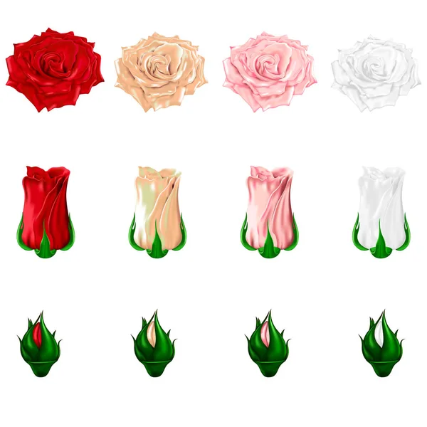 Σύνολο εικονιδίων πολύχρωμα τριαντάφυλλα σε λευκό φόντο. Διάνυσμα — Διανυσματικό Αρχείο