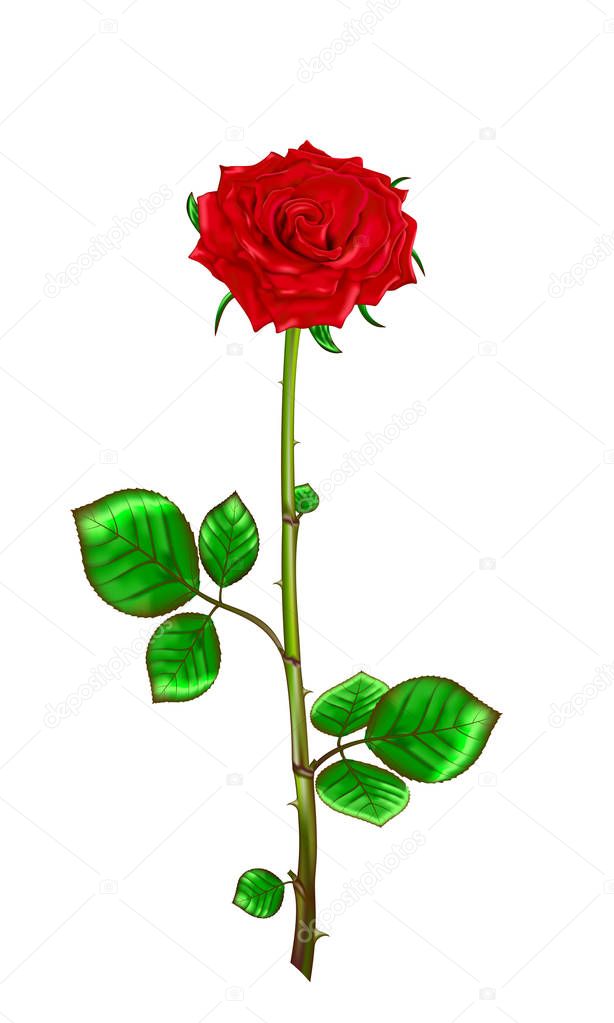 Red rose with stem and leaves on a white background.Vector 