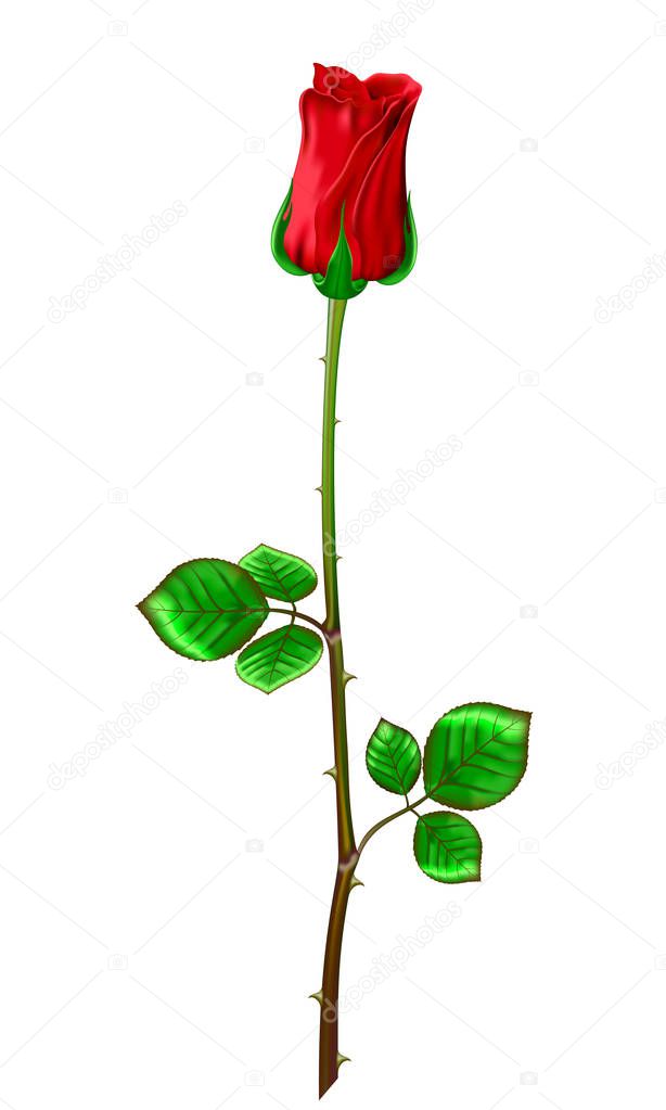  Red rose with stem and leaves on a white background.Vector 