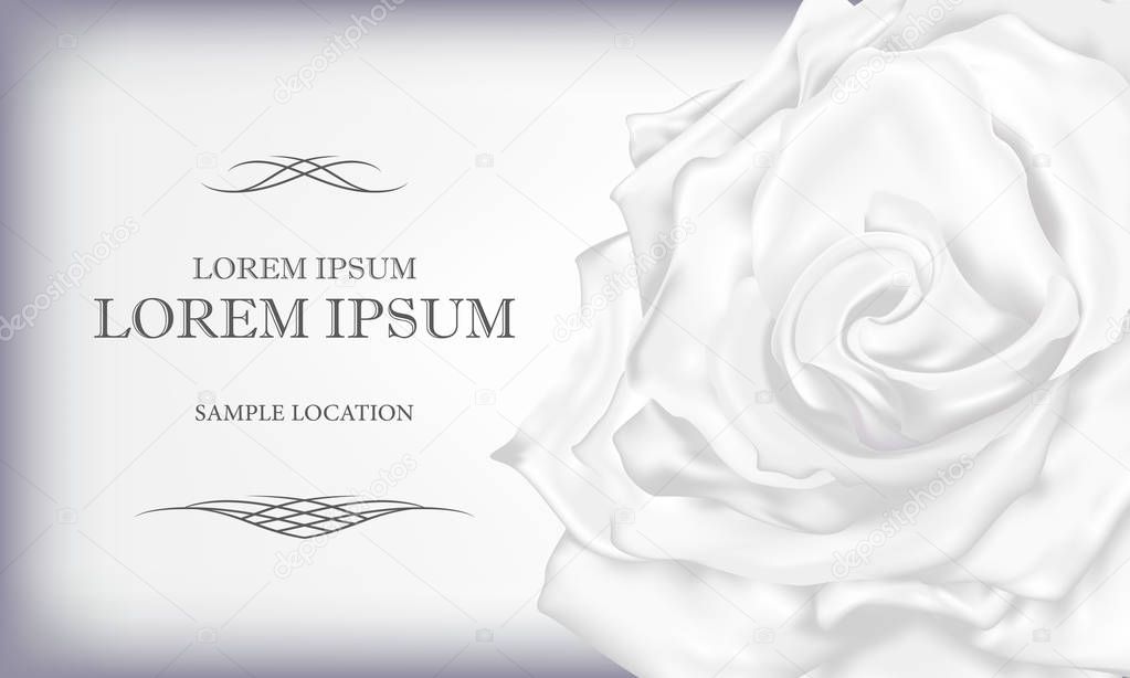 White Rose with text on a card or invitation. Vector illustration