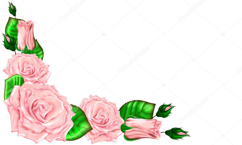 Bouquet of pink roses with buds and leaves on a white background