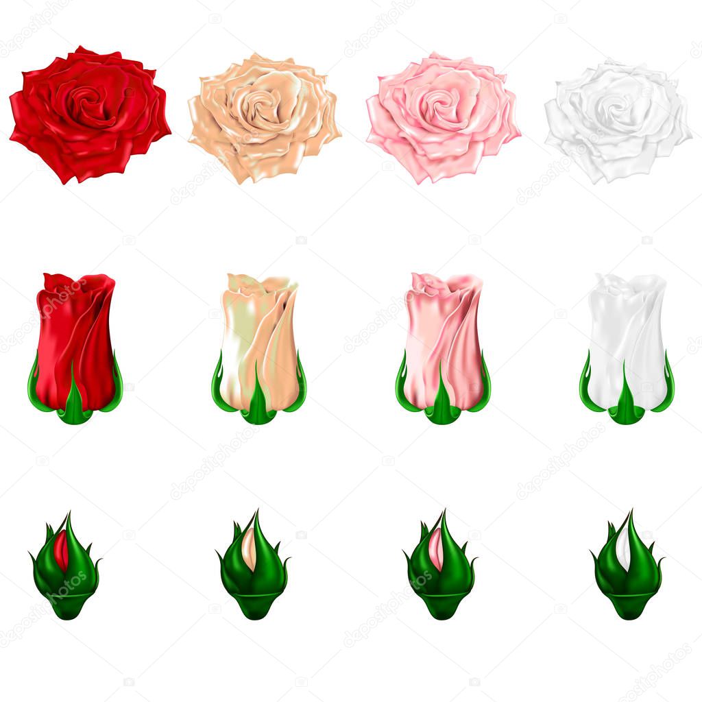 Set of icons of multi-colored roses on a white background.Vector