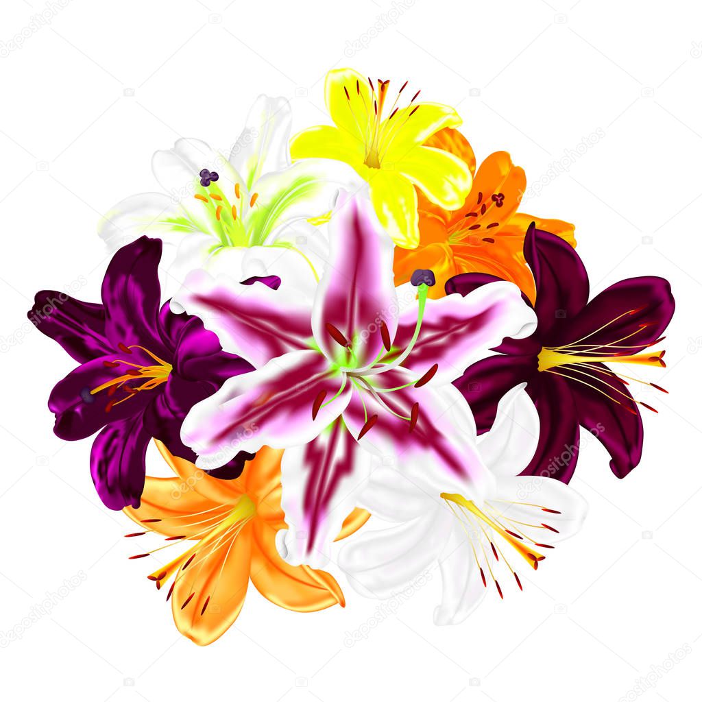 Flowers of multicolored lilies on a white background