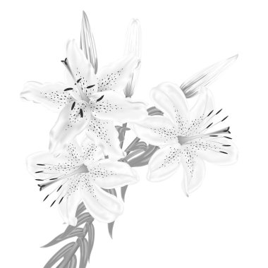 Beyaz bir arka plan üzerinde Beyaz nilüfer çiçekleri