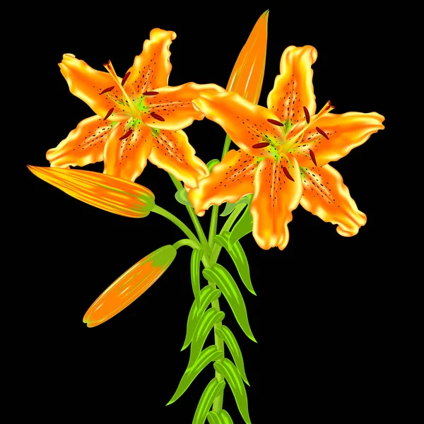 Flores de lirios anaranjados sobre fondo negro — Vector de stock