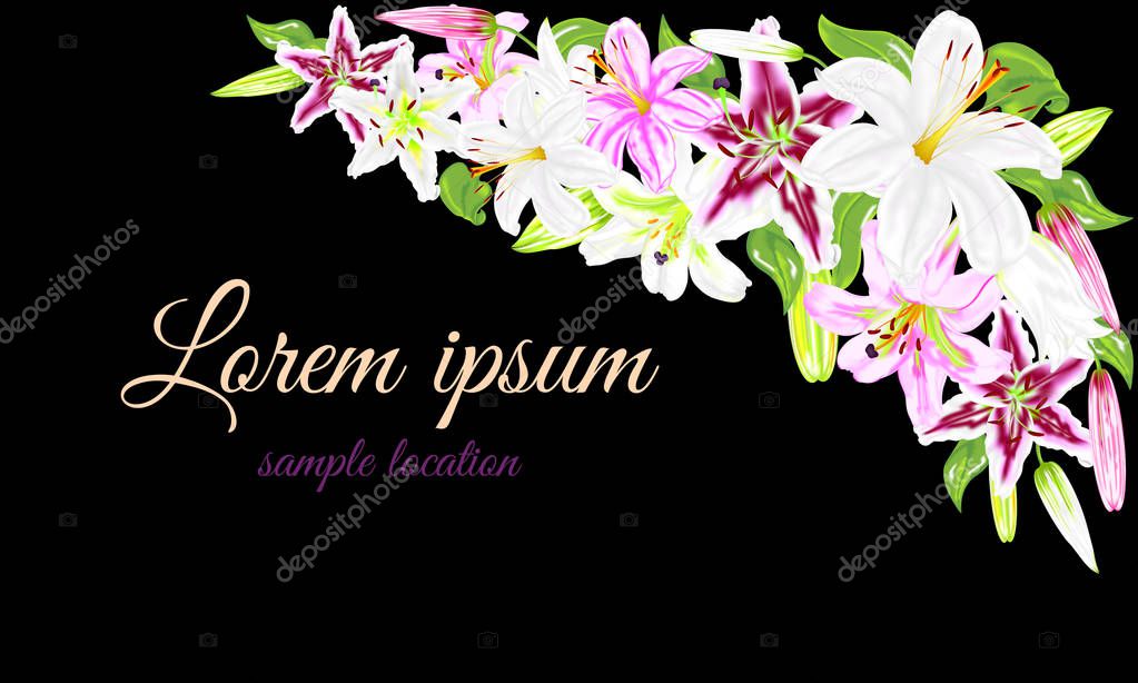 Flowers of white and pink lilies on a black background for cards
