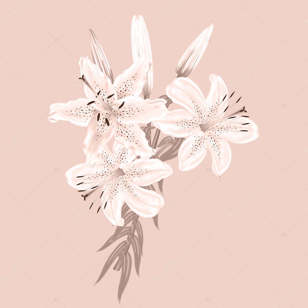 Flowers of white lilies on a pink background