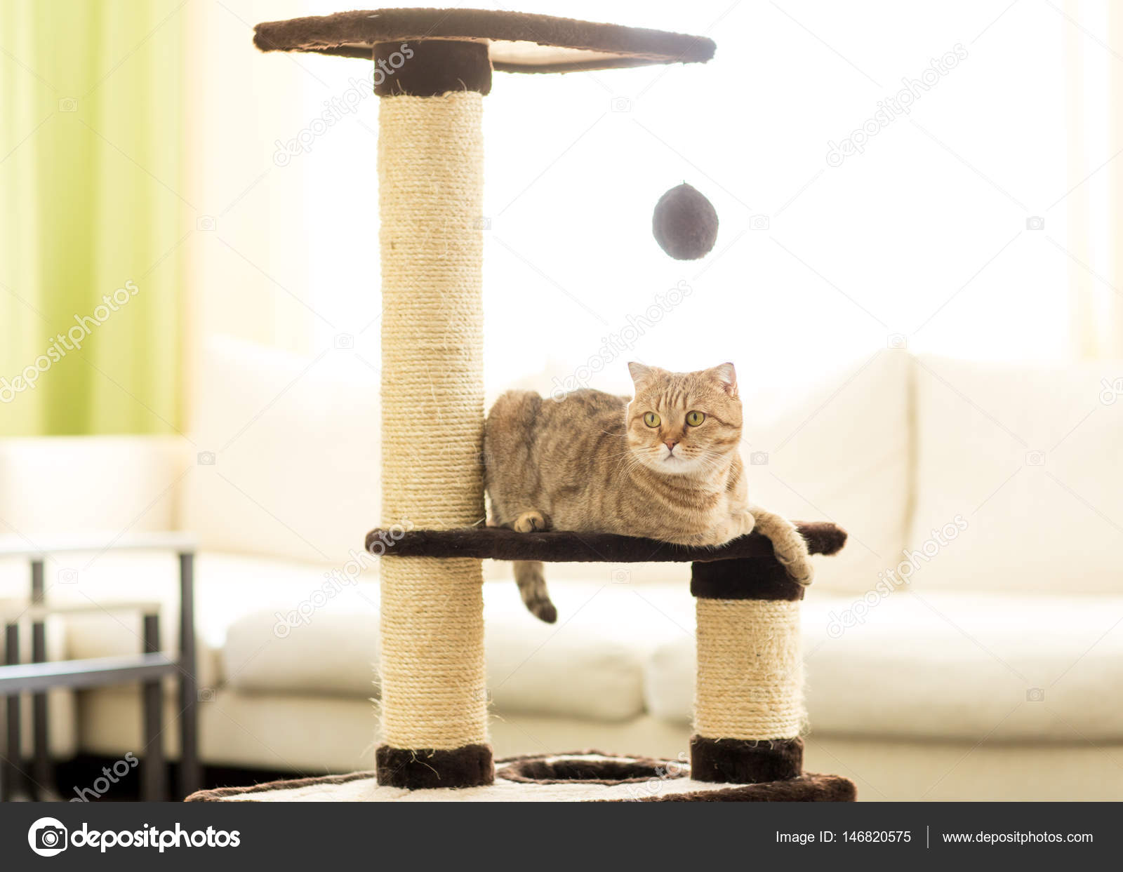 Oturma odası arka plan üzerinde a tırmalamak posta yatan kedi. Stok