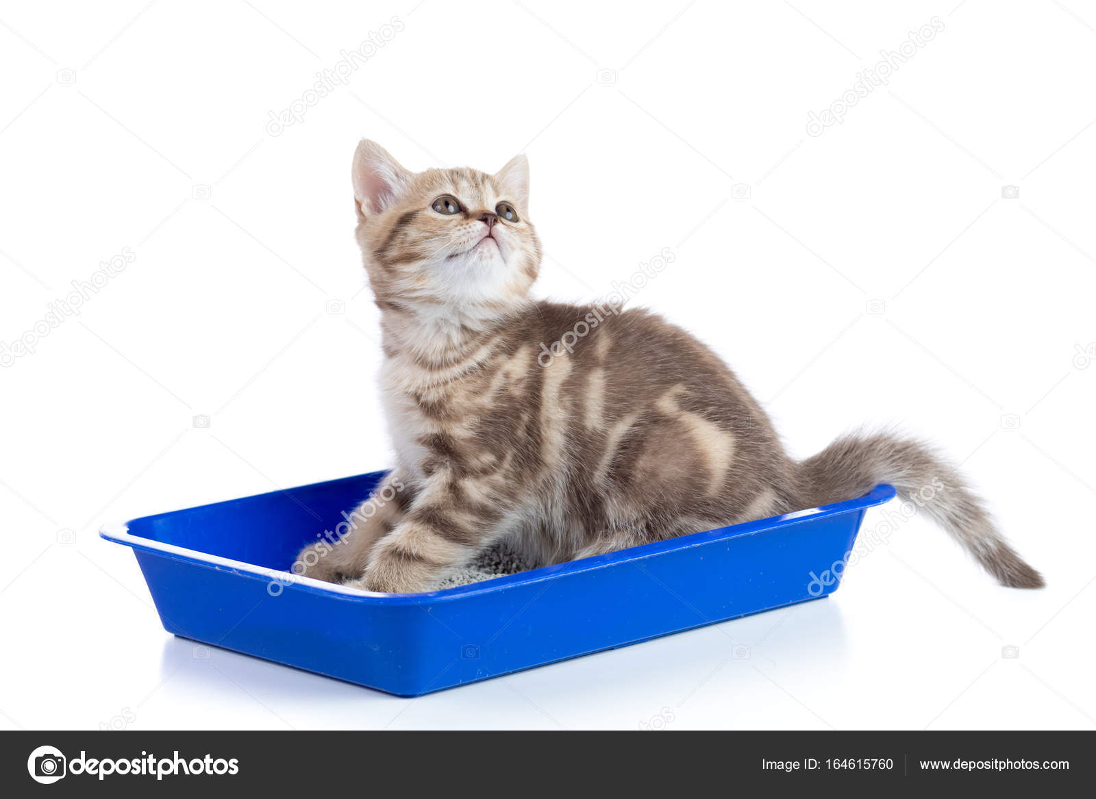 Gattino Gatto In Scatola Vassoio Wc Con Lettiera Isolato Su Bianco