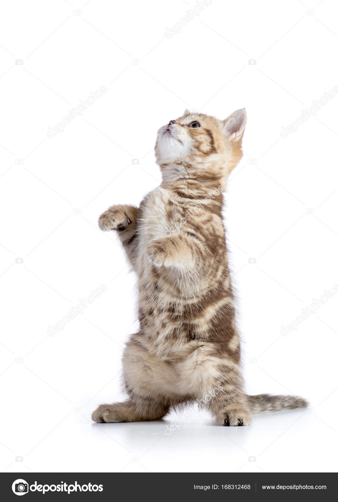 Забавная игривая кошка стоит — Стоковое фото © oksun70 168312468