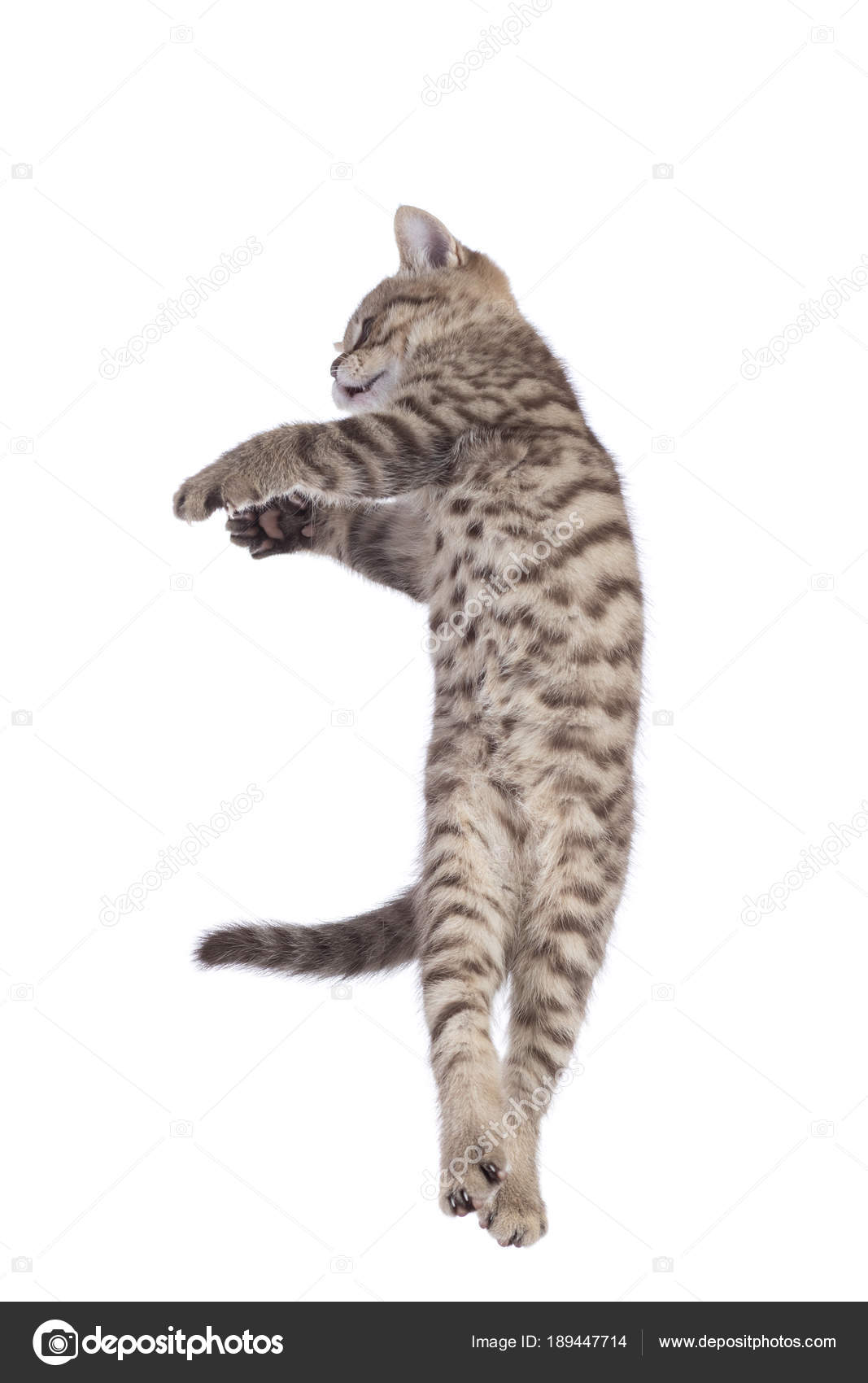 İzole saf ırk İskoç yavru kedi atlama çizgili Stok fotoğrafçılık