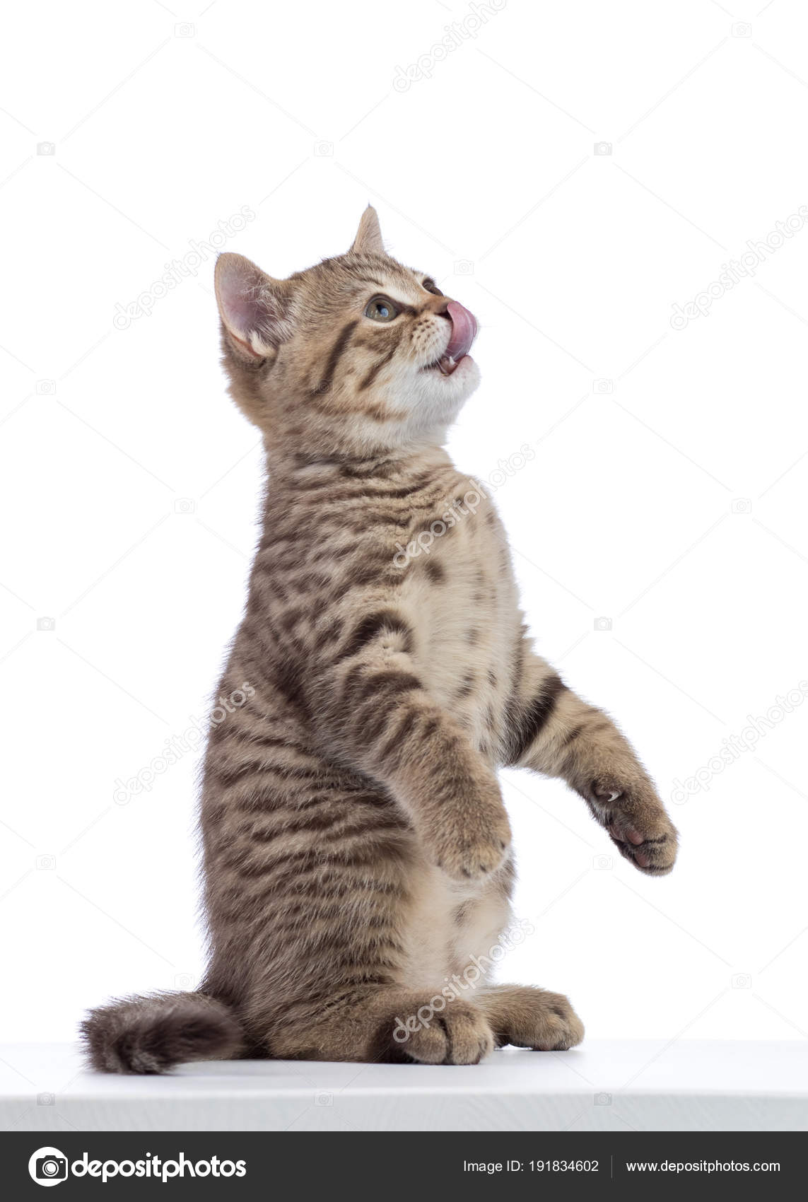  Cat standing  on its hind legs asks food  Stock Photo 