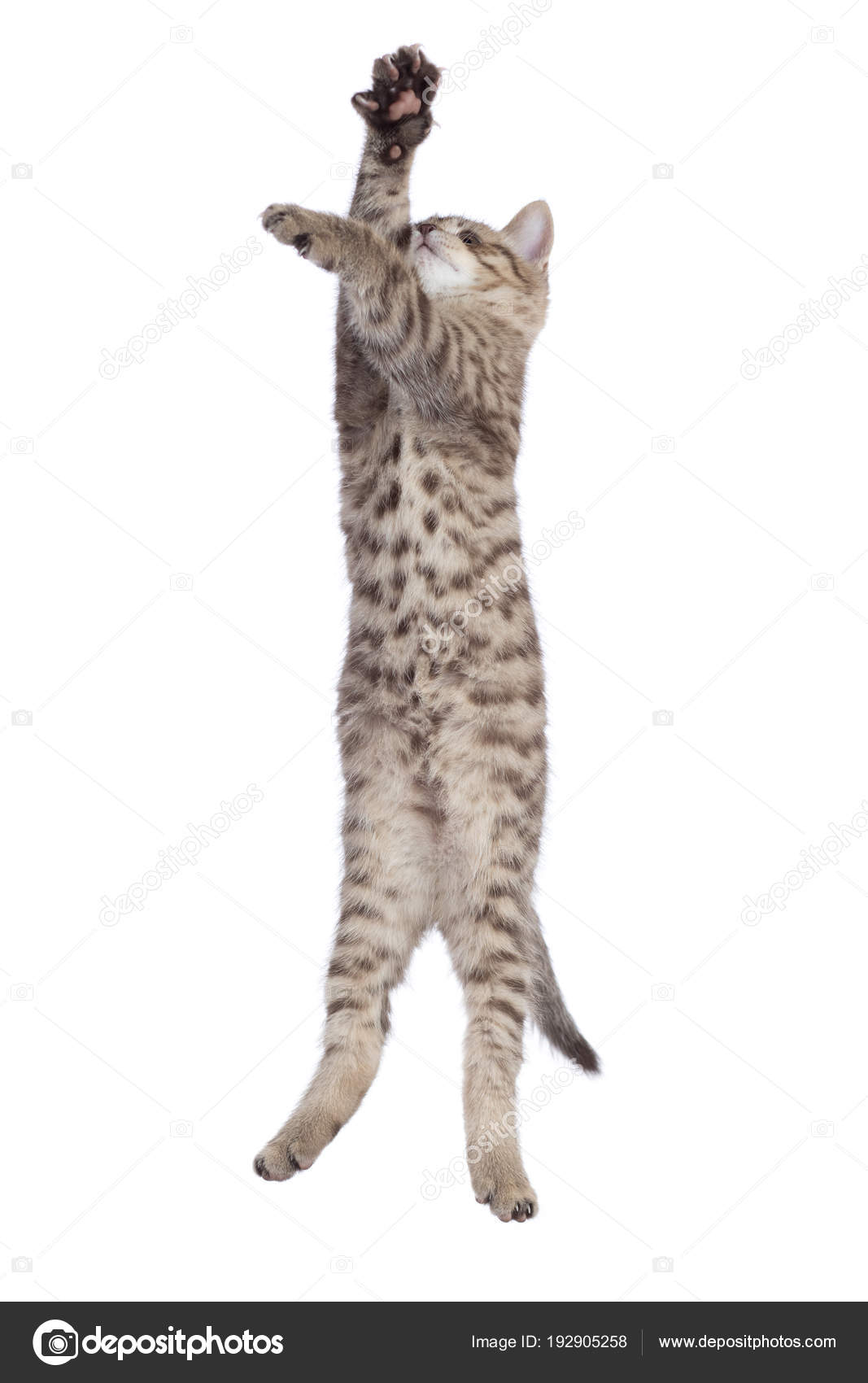 çizgili kedi