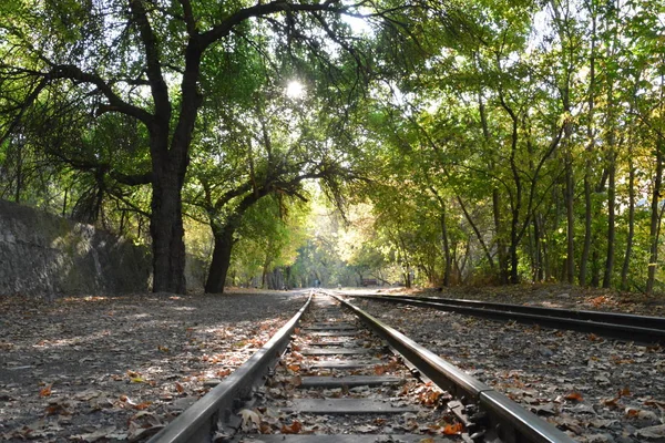 Σιδηροδρομική Γραμμή Στο Δάσος Δρόμος Που Οδηγεί Βαθιά Μέσα Στο — Φωτογραφία Αρχείου