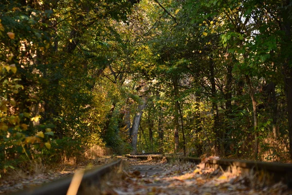 Ferrocarril Hermoso Bosque Otoño — Foto de Stock