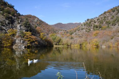 Ördekler doğal bir gölde yüzerler.