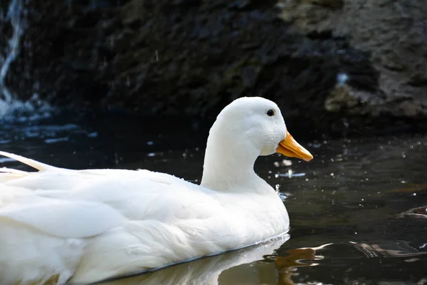 Bílá Kachna Plavat Jezeře — Stock fotografie