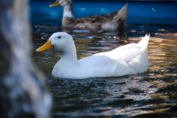 Weiße Ente Schwimmt Einem Kleinen Teich — Stockfoto