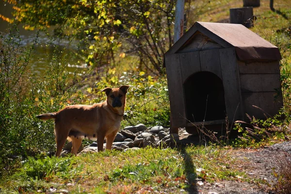 Hermoso Perro Con Una Casa — Foto de Stock