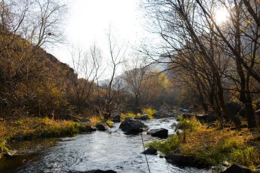 Nehir ve ağaçlarla dolu sonbahar manzarası. Ormanın içinden bir nehir akıyor.