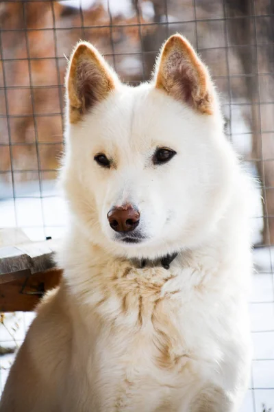 Husky Dog Sits Looks Photographer — Stock Photo, Image