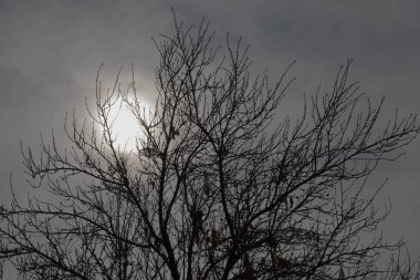 Ağacı ve gündoğumu olan güzel bir manzara