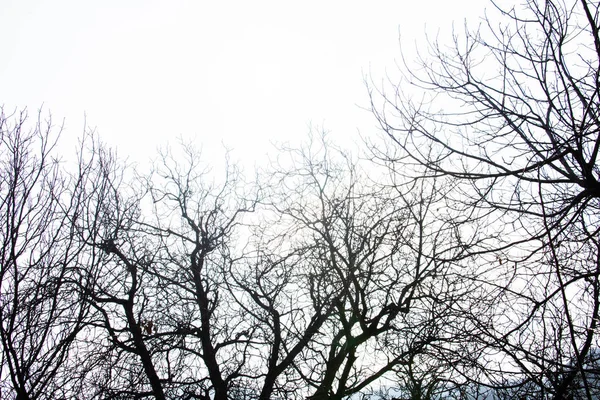 Prachtig Winterlandschap Met Bomen — Stockfoto