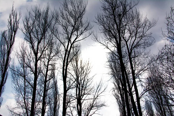 Bomen Prachtig Landschap Met Getekende Bomen — Stockfoto