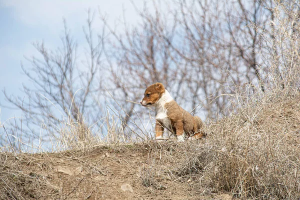 Little puppy in nature - photos, wallpaper