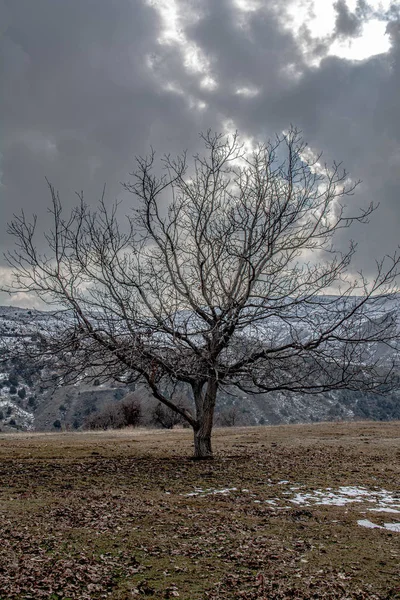 Naked Alone Tree Top Mountain — Stock Photo, Image