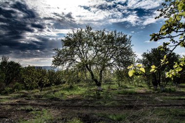 Ağaçları olan güzel bir bahar bahçesi