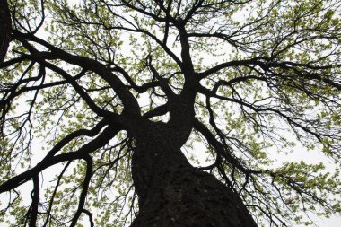 İnanılmaz bir ağaç görüntüsü. Ağaçlar, resimler.