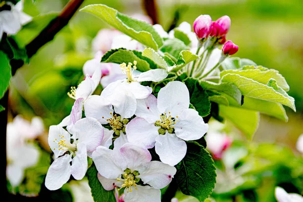 Llegado Primavera Los Árboles Han Florecido Flores Blancas — Foto de Stock