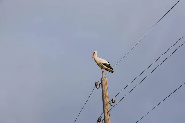 Vackra Stork Sitter Pelare — Stockfoto