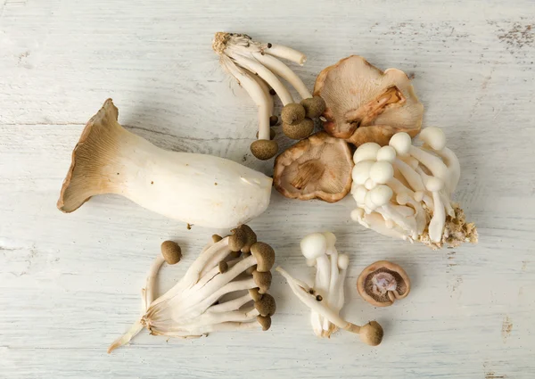 Top view assorted mushrooms — Stock Photo, Image