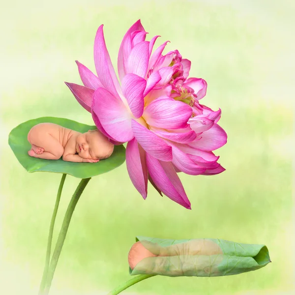 Sovande bebisar i lotusblomma — Stockfoto