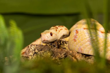 Albino yılan portre