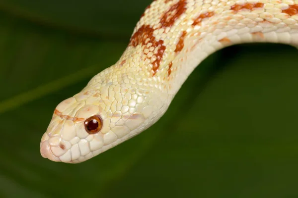 Närbild orm på grön — Stockfoto