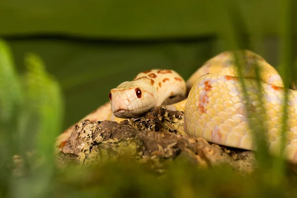 Albino wąż zbliżenie — Zdjęcie stockowe