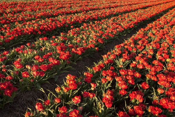 Tulpen in einer Reihe — Stockfoto