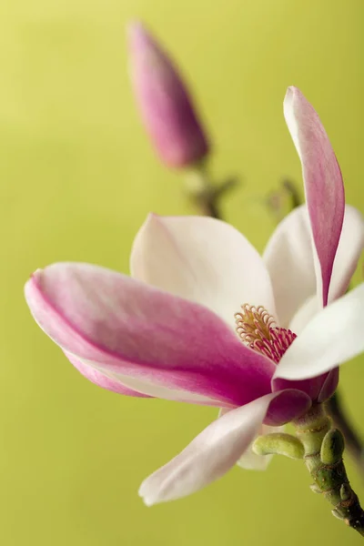 Квітів рожеві Магнолія Стокове Фото