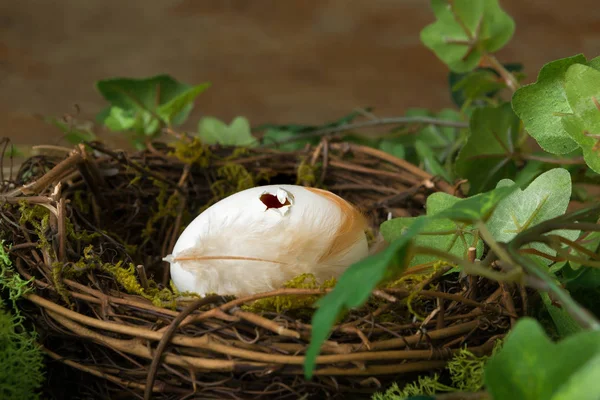 Hål i ägget — Stockfoto