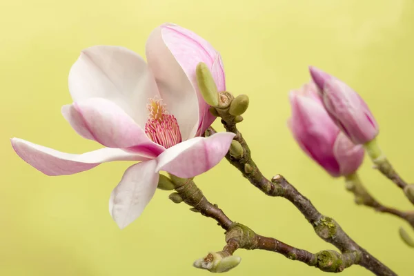 Open magnolia bud — Stock Photo, Image