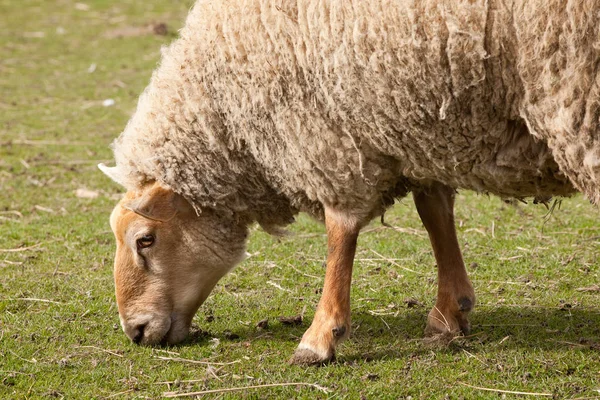 Vuxna får bete — Stockfoto