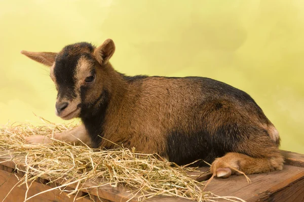 Vermoeide baby dwerg geit — Stockfoto